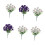-Wit paars 1
