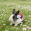 Training Vest Rabbit Harness for Small Pet with Easy Walk-S red 3