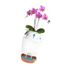 2Pcs Visible Flower Holders With Separate Bowls For Better-S