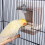 Pet Bird's Paradise, εξαιρετικά μεγάλο κλουβί πουλιών με αυτόματη ταΐστρα, προάγει την 4