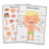 Interactive Human Body Poster Body Organs Wall Chart For 1