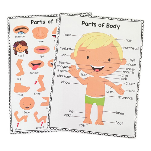 Interactive Human Body Poster Body Organs Wall Chart For