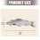 Furry Fish Pencil Case Large Capacity Plush Pen Bag For School 3