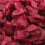 Silk Rose Petals 2in x 2in – 100 pcs 1