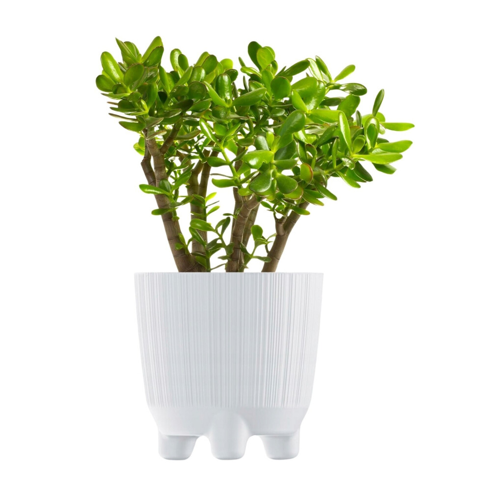 Prosperplast (, 20Cm) Plant Pots Indoor Outdoor Plastic Flowerpot Small Medium Large Ryfo 5 Colours White