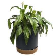 (Anthracite, 4.6L (D199mm x H196mm)) Round Flower Pot Planter with Saucer Indoor Outdoor Two Tone Matt Modern Decor