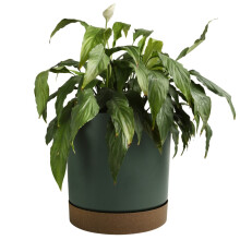 (Pine Green, 4.6L (D199mm x H196mm)) Round Flower Pot Planter with Saucer Indoor Outdoor Two Tone Matt Modern Decor
