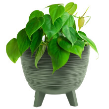 (Green, 23.6cm Width) Bowl Planter Plant Pot Legs Oval Flower Modern Decorative FURU Indoor 4 Colours