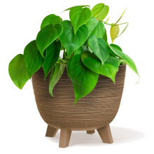 (Wood, 23.6cm Width) Bowl Planter Plant Pot Legs Oval Flower Modern Decorative FURU Indoor 4 Colours