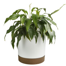(White, 1.2L (D128mm x H128mm)) Round Flower Pot Planter with Saucer Indoor Outdoor Two Tone Matt Modern Decor