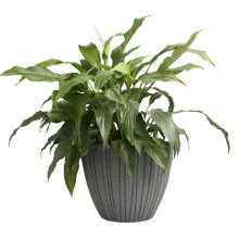 (Lead, Tall - W35cm x H50cm) Round Flower Pot Outdoor Indoor Ridged Planter Pot Textured Decorative Modern