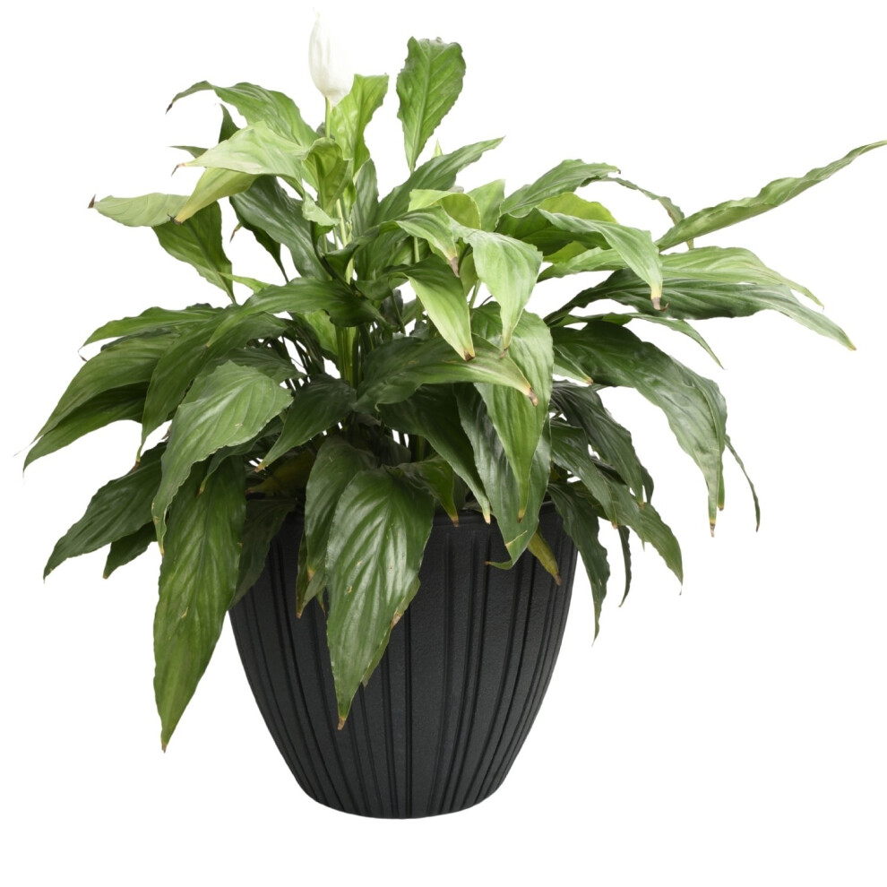 Prosperplast (Charcoal, Tall - W35cm X H50cm) Round Flower Pot Outdoor Indoor Ridged Planter Pot Textured Decorative Modern
