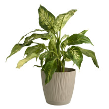 (Mocca, D14.9cm H13.9cm) Flower Pot Planter Round Plastic Wave Textured Flowerpot With Saucer Modern