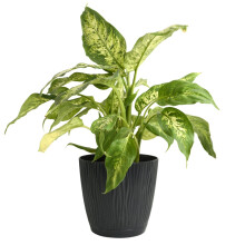 (Anthracite, D16.8cm H15.7cm) Flower Pot Planter Round Plastic Wave Textured Flowerpot With Saucer Modern