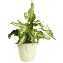 (Ecru, D10.8ccm H10.2cm) Flower Pot Planter Round Plastic Wave Textured Flowerpot With Saucer Modern