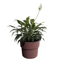 (Marsala, W29.9cm x H28.5cm) Flower Pot Planter Flowerpot Textured with Insert Indoor Outdoor Modern Elegant
