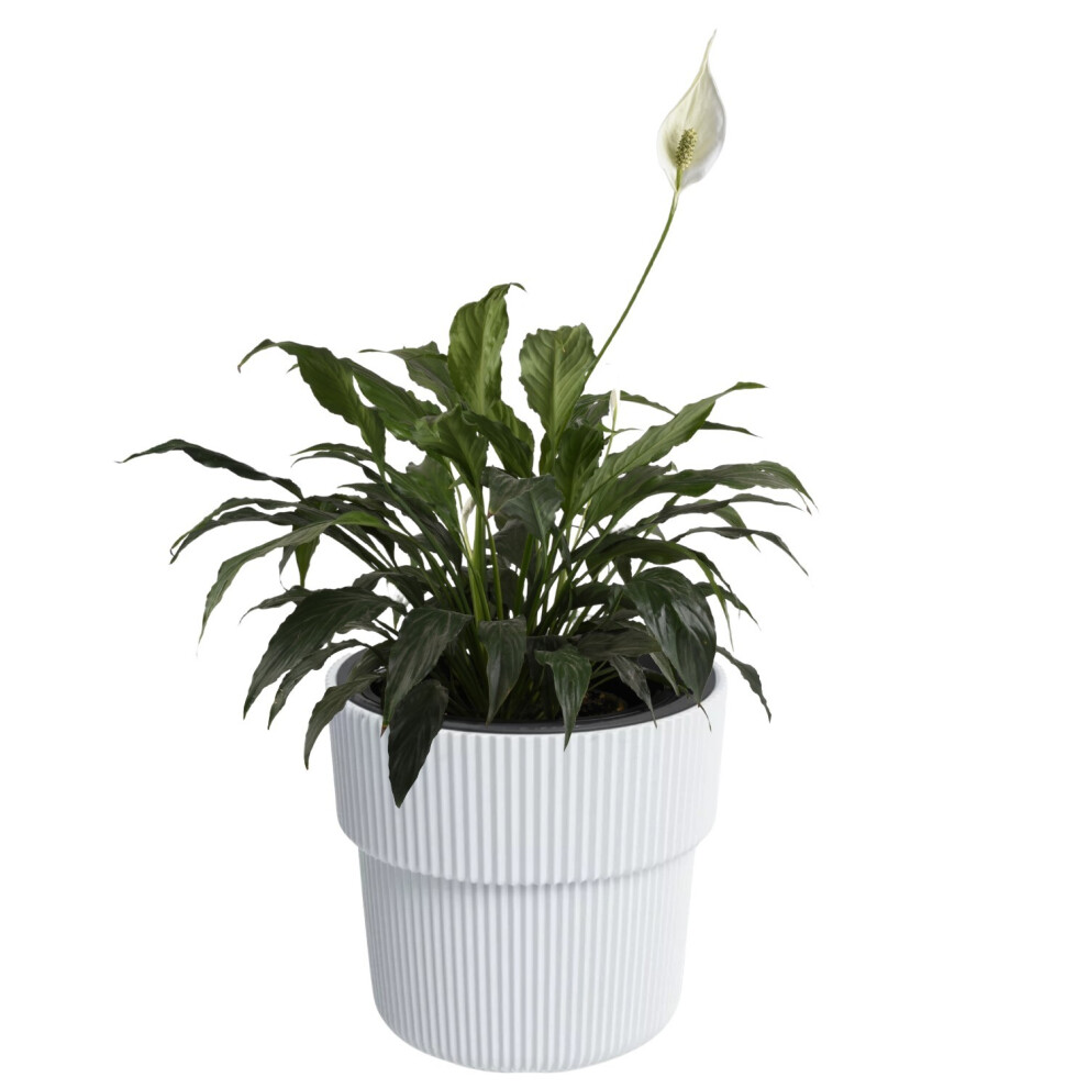 Prosperplast (, W29.9cm X H28.5cm) Flower Pot Planter Flowerpot Textured With Insert Indoor Outdoor Modern Elegant White
