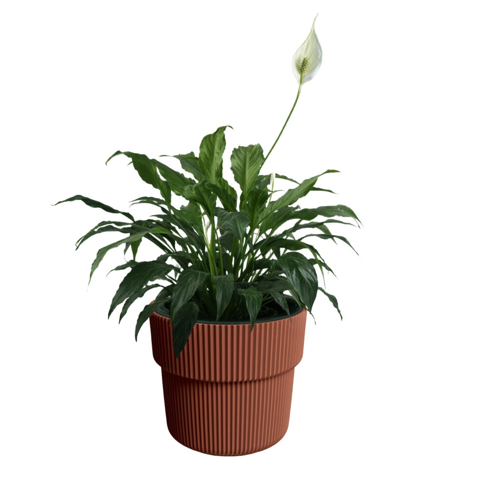 Prosperplast (Copper, W29.9cm X H28.5cm) Flower Pot Planter Flowerpot Textured With Insert Indoor Outdoor Modern Elegant