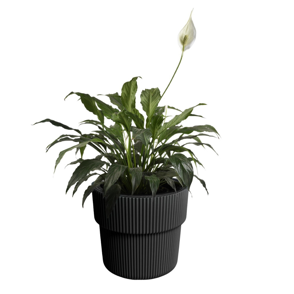 Prosperplast (Carbon, W29.9cm X H28.5cm) Flower Pot Planter Flowerpot Textured With Insert Indoor Outdoor Modern Elegant