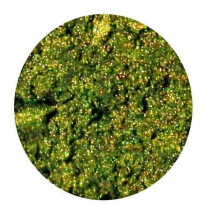 (Dark Green Gold, 25g Bag) Mica Cosmetic Powder Two Tone Candle Melts Bath Bombs Soap Dye Nail Polish Grout
