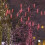 Solar Meteor Rain Lights 50cm 8-Tube Multicolour 4