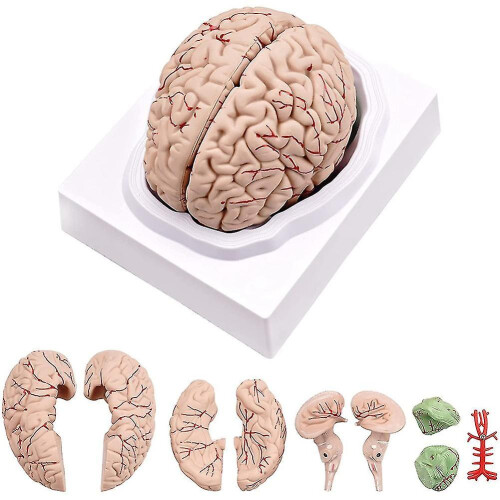 Human Brain,Life Size Human Brain Anatomy Model with Display Base, for Science Classroom Study & Teaching Display B-hy