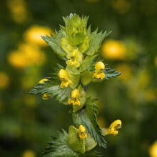PREMIER SEEDS DIRECT - Yellow Rattle - 5 GRAM ~ 1500 Seeds - RHINANTHUS Minor