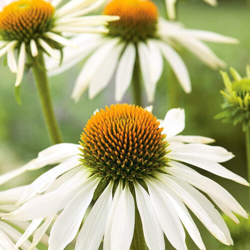 Mr Fothergill's Mr Fothergill's RHS ECHINACEA White Swan