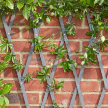 Smart Garden Heavy Duty Expanding Garden Trellis - Slate 1.8 x 0.6m (4011048)