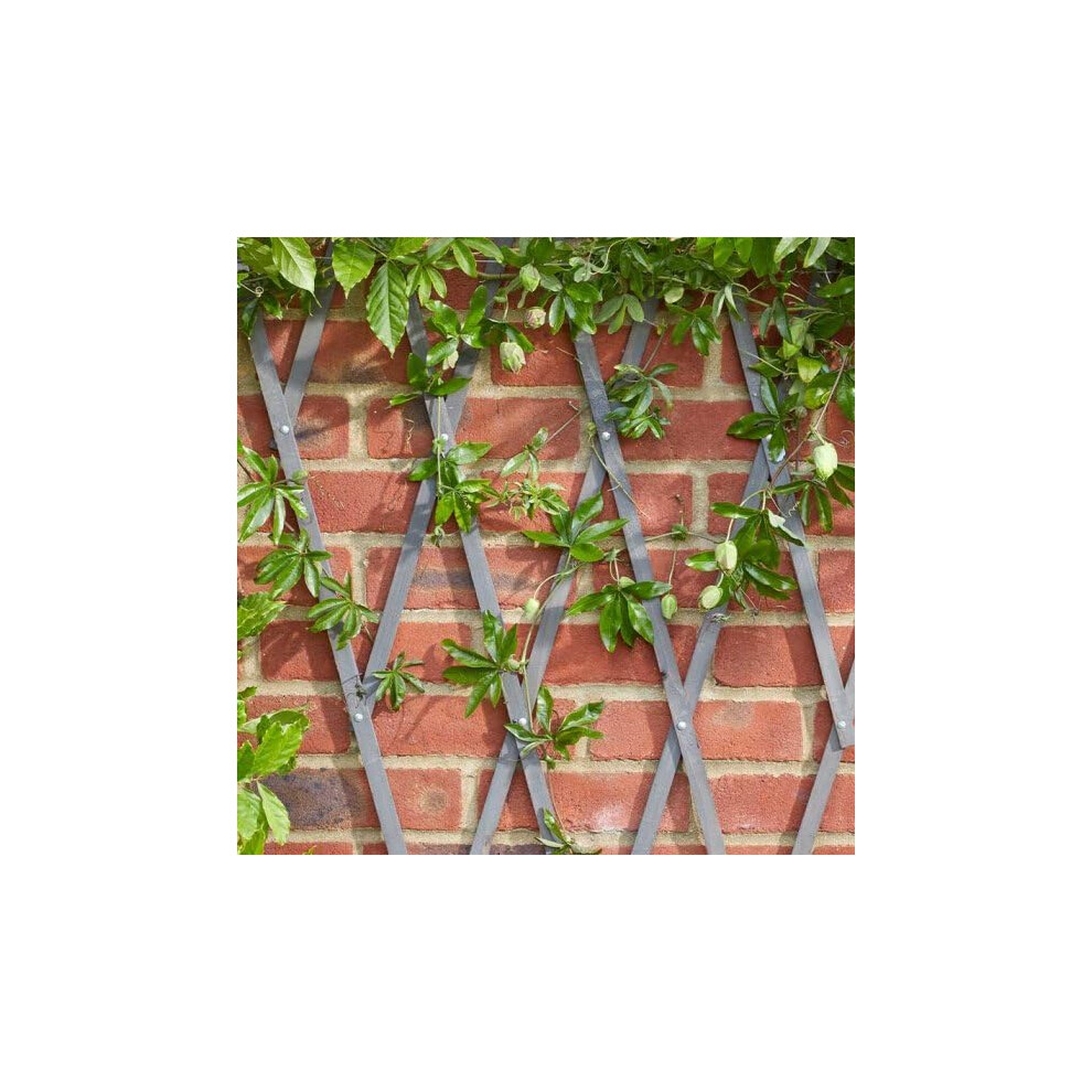 Smart Garden Heavy Duty Expanding Garden Trellis - Slate 1.8 X 0.6M (4011048)