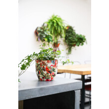 Ivyline Indoor Plant Pot Monza Tropical Parrot H15.5Cm D15.5Cm Red/Cream, One Size
