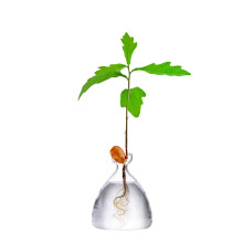 Maveite Acorn Tree Growing Vase Acorn Seed Sprouting Starter Planter Kit Hydroponics Terrariums Pot Deco Glass Propagation Vases G