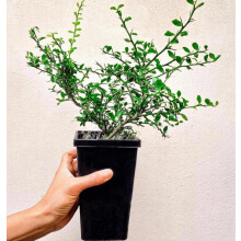 Citrus australasica Tree Caviar Lime or Finger fime in 12cm Pot Approx 20 cm Tall