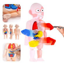 Kid Montessori 3D Puzzle Human Body Anatomy Model Educational Learning Organ Assembled Toy Body Organ Teaching Tool For Children