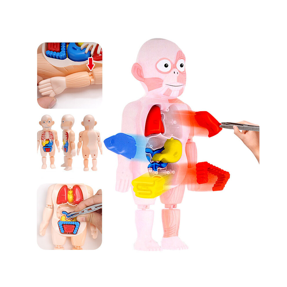Kid Montessori 3D Puzzle Human Body Anatomy Model Educational Learning Organ Assembled Toy Body Organ Teaching Tool For Children