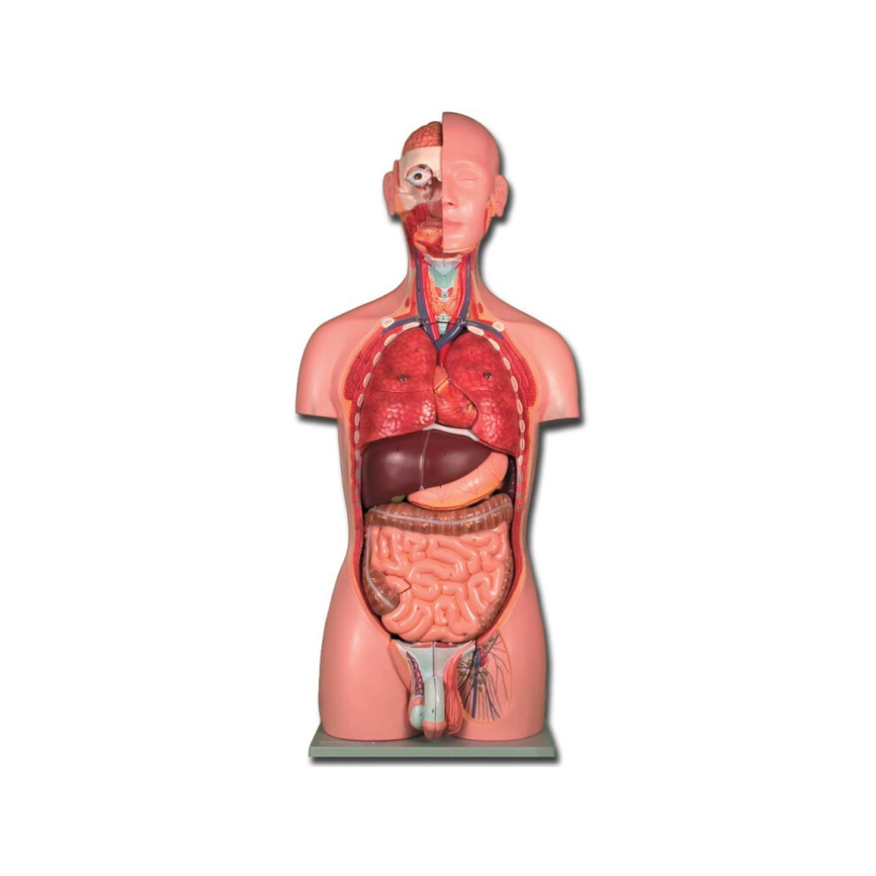 Gima Dual-Sex Human Torso Anatomical Model, 25 Parts
