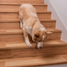 Spurtar Non-Slip Stair Treads, 6"x24" 15 Pack Clear Stair Treads for Wooden Steps, Transparent Anti Slip Grip Tape for Indoor Steps
