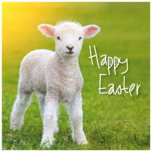 Easter Cards - Lamb, pack of 5, with white envelopes and greeting inside. Easter cards for all the family, by Just Cards Direct