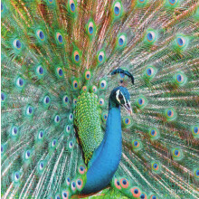 Really Wild Cards Peacock Photograph With Sound Effect Greeting Card