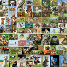 Edition Colibri 100 animal postcards in a set, all different cards from animals all over the world - perfect for collectors, schools or postcrossing