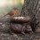 Fallen Fruits Feeder for Squirrel/Bird, FB265, Bronze, brown 2