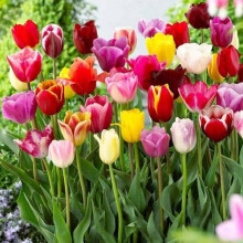 100pieces Mixed Tulip Flower Seeds