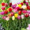 100pieces Mixed Tulip Flower Seeds 1