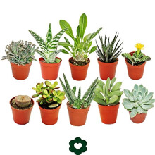 Set of 10 Different Succulent Plants - 5,5cm Pot im Set