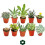Set of 10 Different Succulent Plants - 5,5cm Pot im Set 1