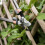 KS Surecut All Purpose Bypass Lopper 6