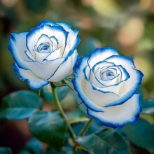 Excellent Rose Rhizome, Hardy Perennial, Garden Decoration, No Watering Required, Professional Planting, Suitable for Spring and A