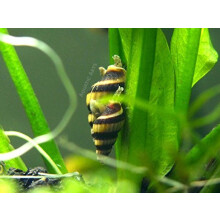 5 Live Assassin Snails (Clea helena - 1/2 to 1 Inch) - Removes All Pest Snails! by Aquatic ArtsTM by Aquatic ArtsTM (formerly Inve