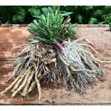 100pcs White Skirret Plant Seeds