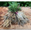100pcs White Skirret Plant Seeds 1